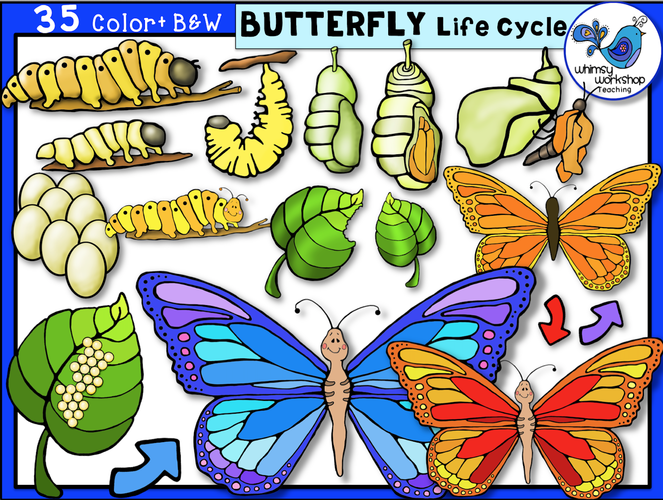 free clip art butterfly life cycle - photo #28