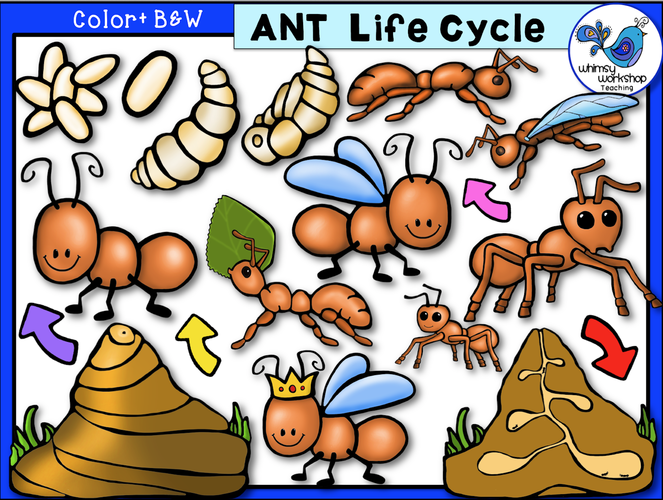 Life Cycle - Ant