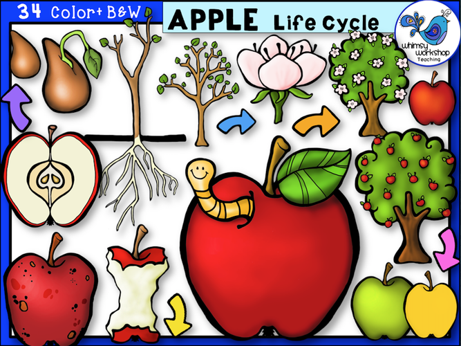 Life Cycle - Apple