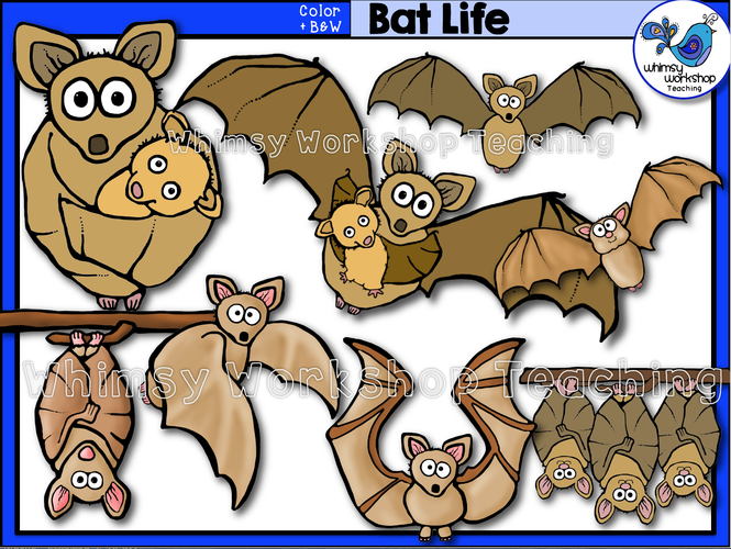 Life Cycle - Bat