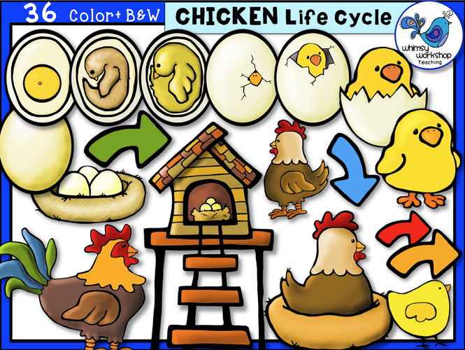 life-cycle-chicken-whimsy-workshop-teaching