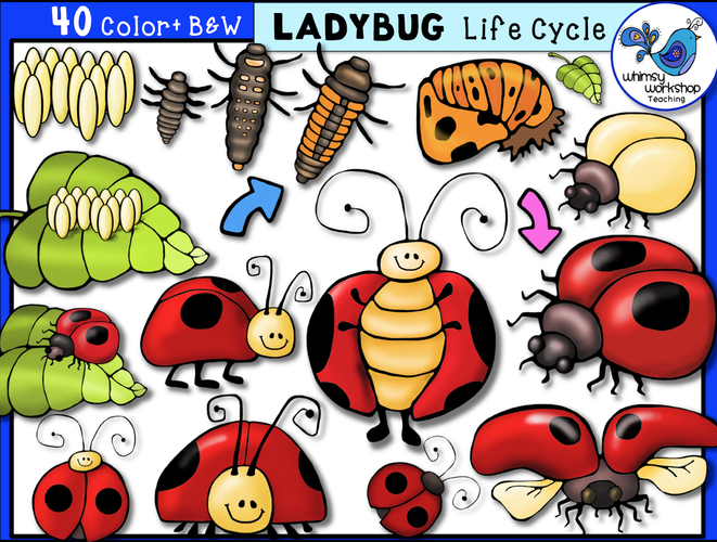 Life Cycle - Ladybug