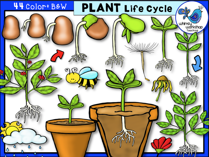 Life Cycle - Plant - Whimsy Workshop Teaching