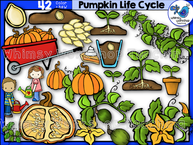 Life Cycle - Pumpkin