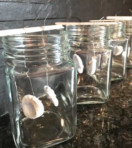 glass jars are ready for the water and borax