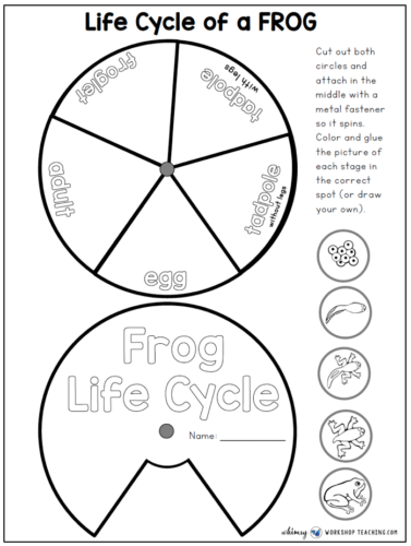 Mushroom Life Cycle Activity Kit – The Moments At Home