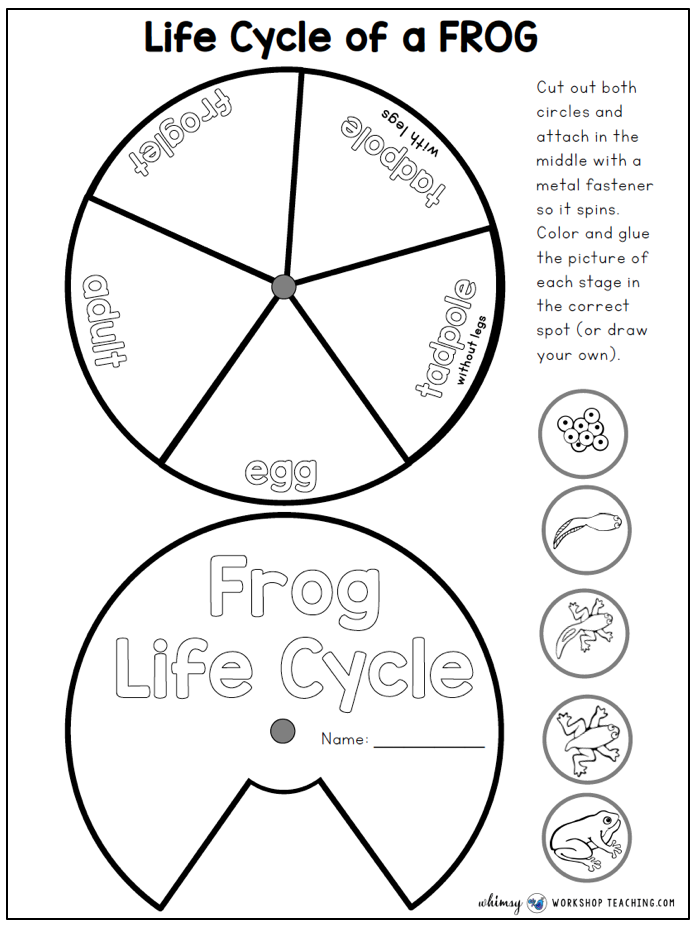 frog life cycle wheel printable