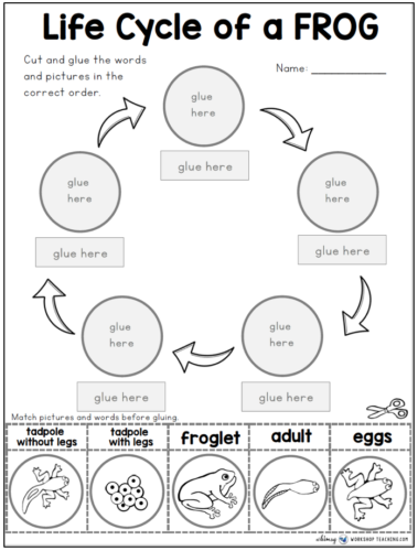 Mushroom Life Cycle Activity Kit – The Moments At Home