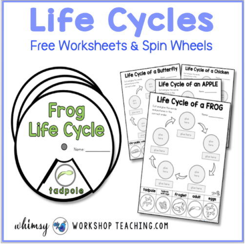 Life Cycles free activities