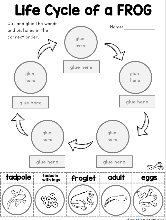 frog-life-cycle-for-kids-worksheet