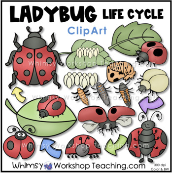 ladybug clipart
