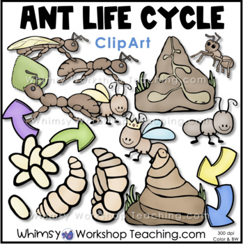 life cycle clip art